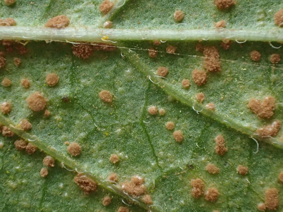 Puccinia menthae