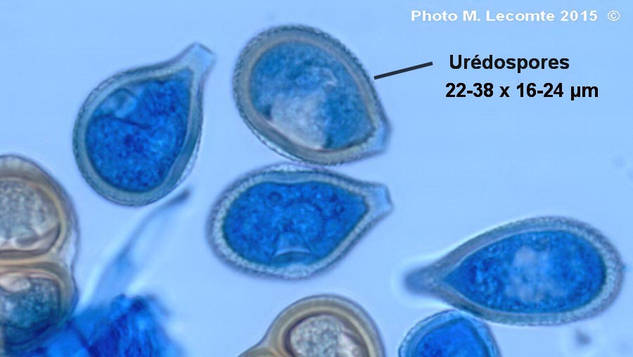 Puccinia mirabilissima