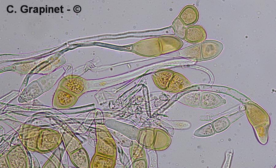 Puccinia modiolae