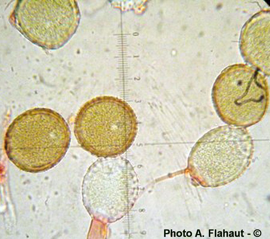 Puccinia obscura