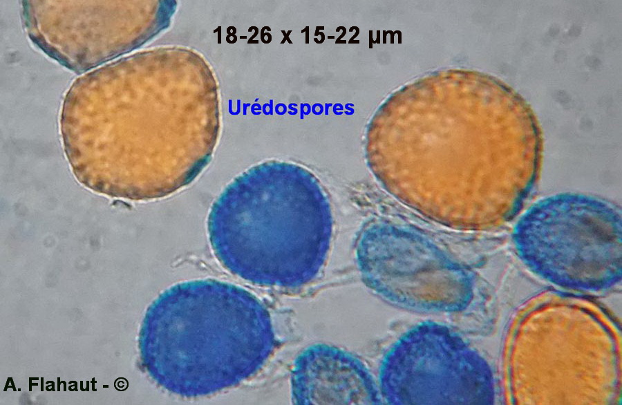 Puccinia obscura