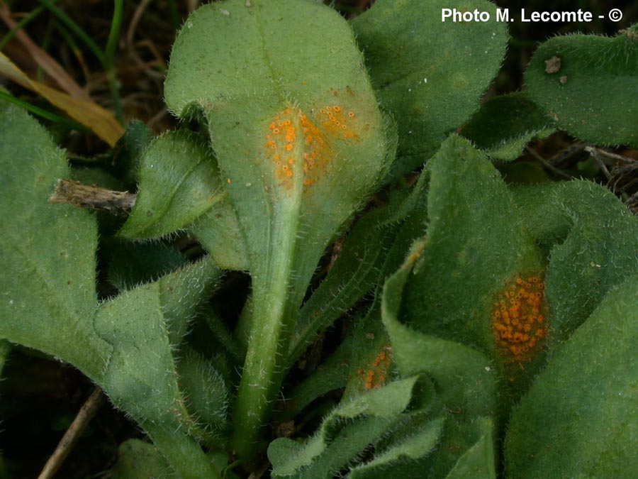 Puccinia obscura