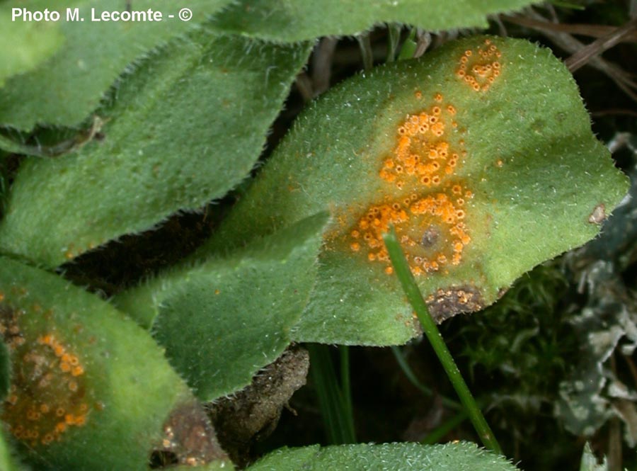 Puccinia obscura