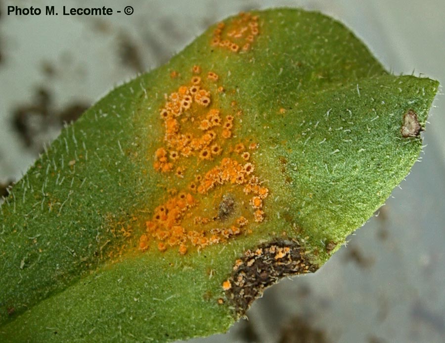 Puccinia obscura