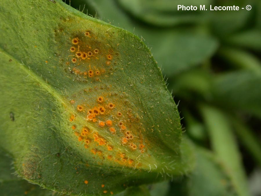 Puccinia obscura