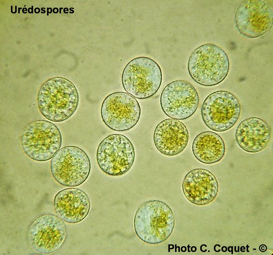 Puccinia oxalidis