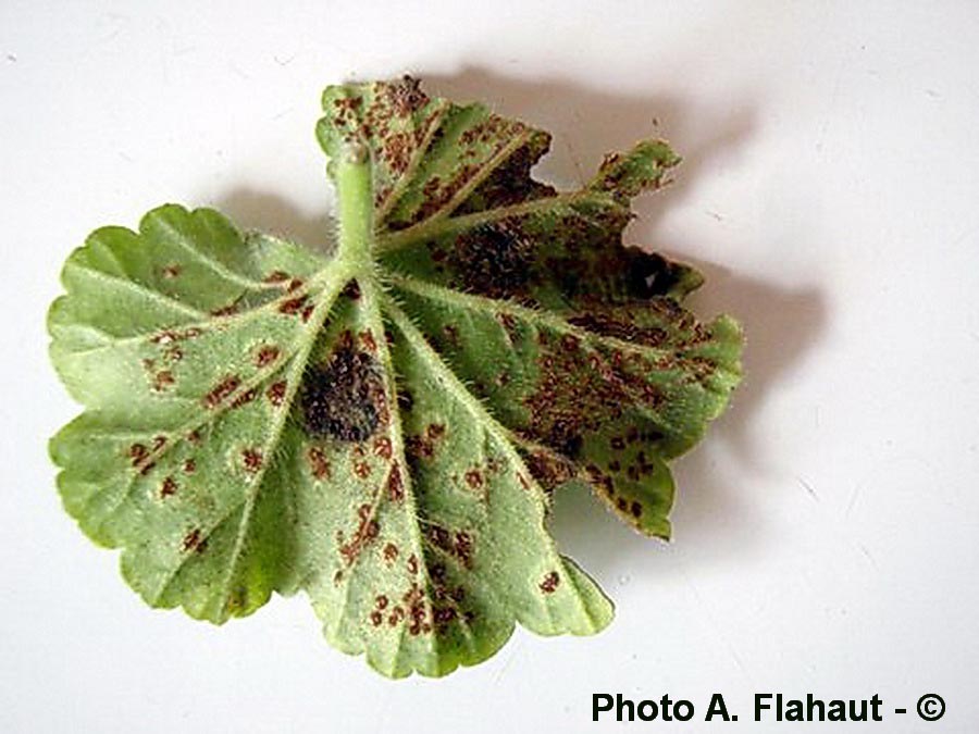 Puccinia pelargonii-zonalis