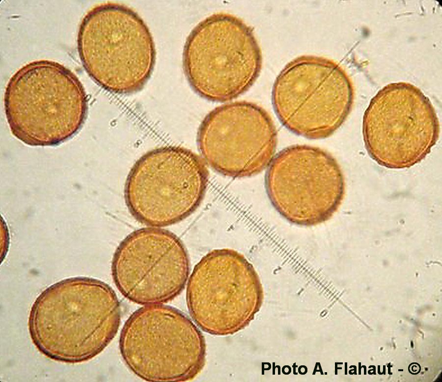 Puccinia pelargonii-zonalis