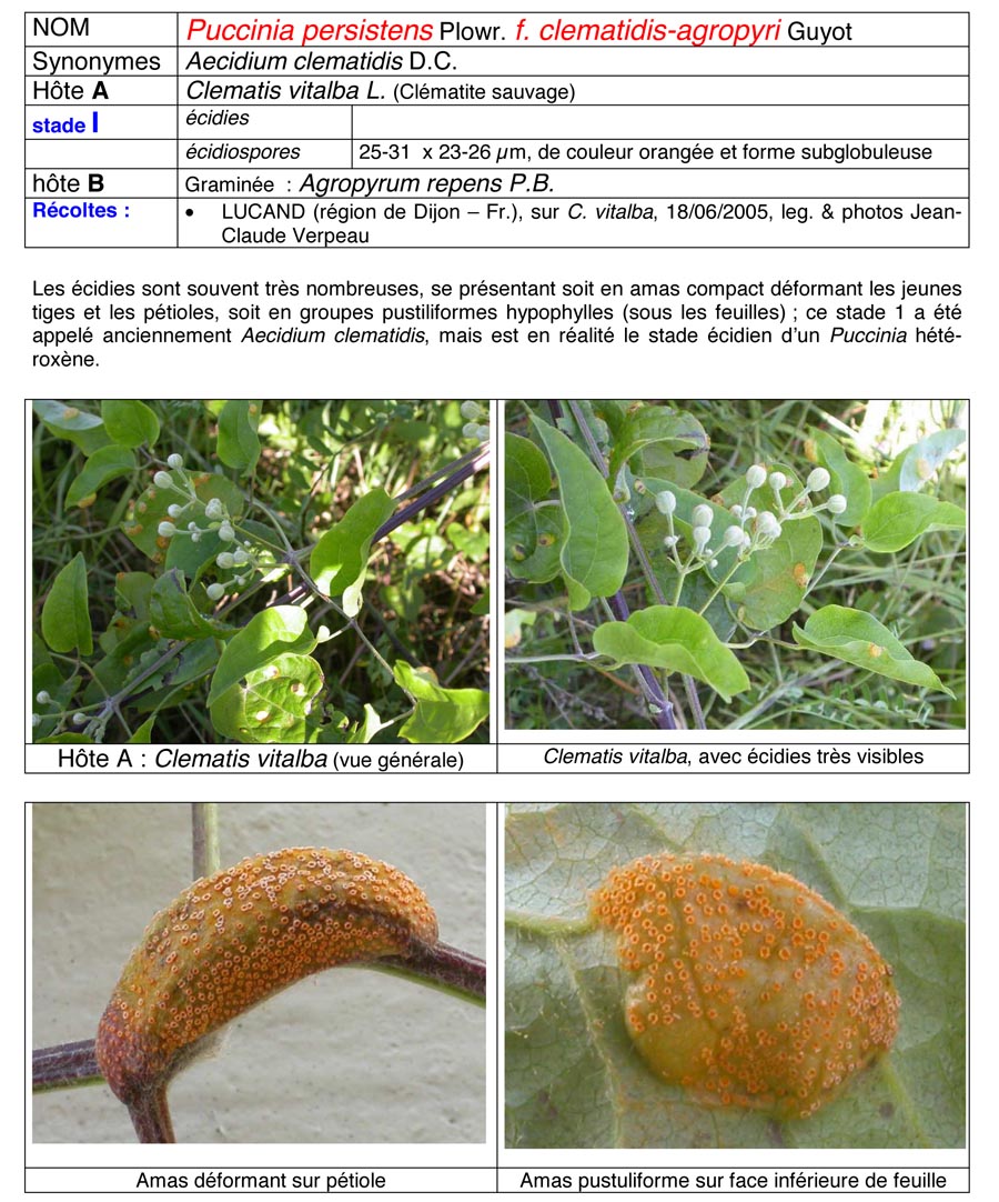 Puccinia persistens