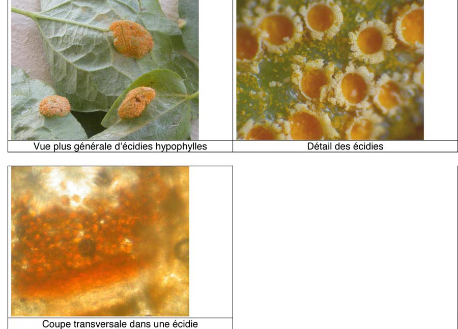 Puccinia persistens