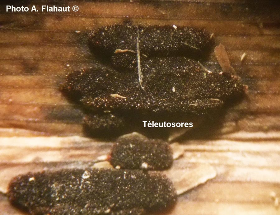 Puccinia phragmitis