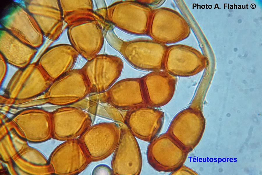 Puccinia phragmitis