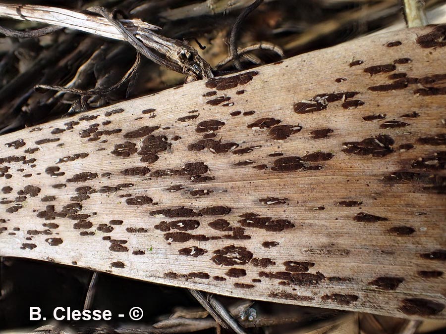 Puccinia phragmitis