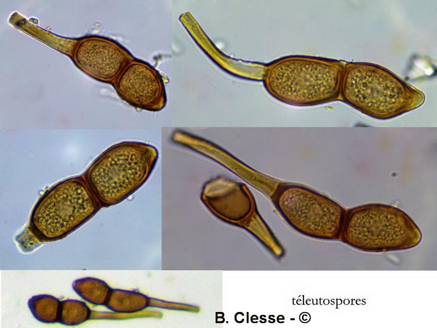 Puccinia phragmitis