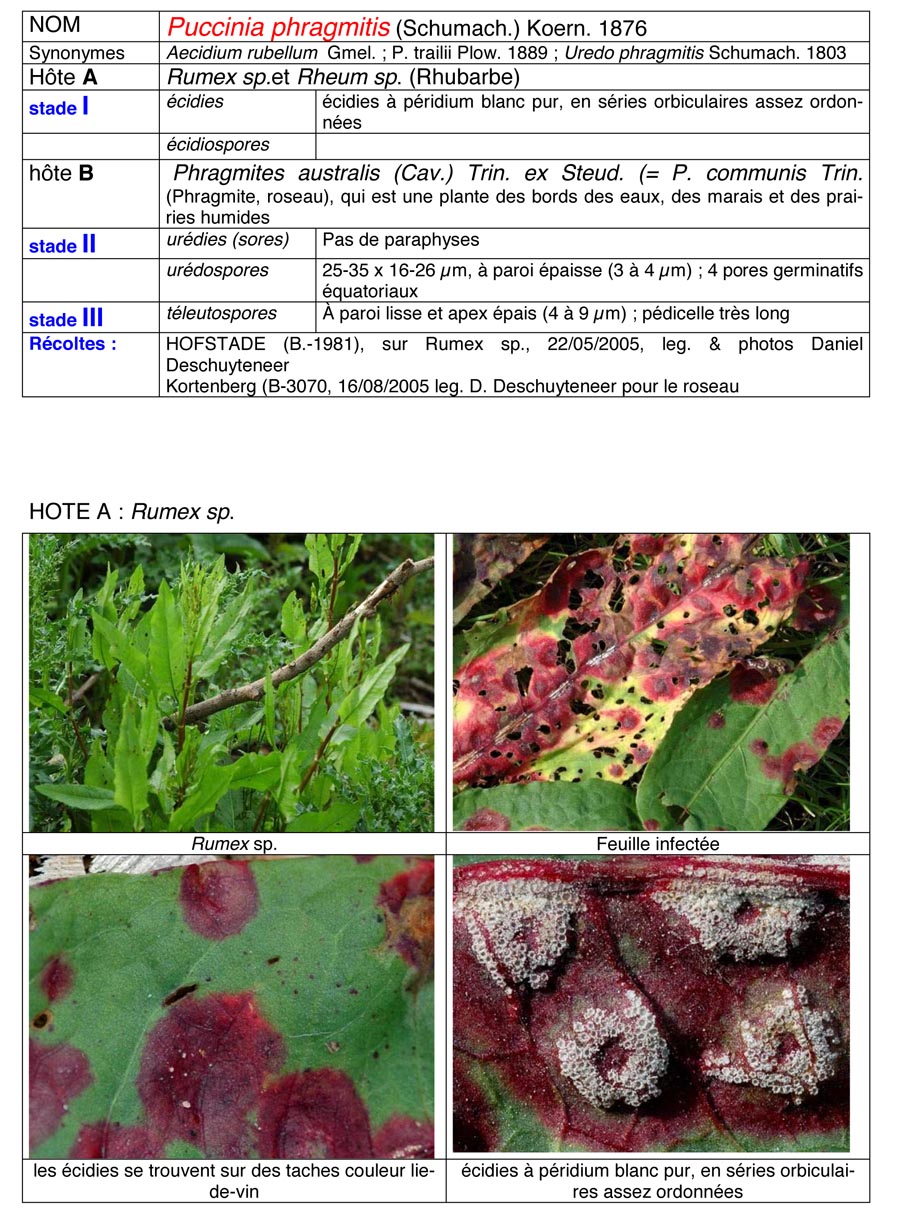 Puccinia phragmitis