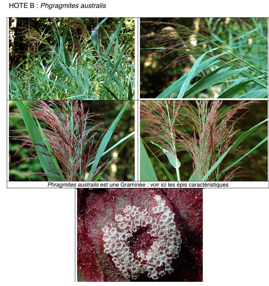 Puccinia phragmitis