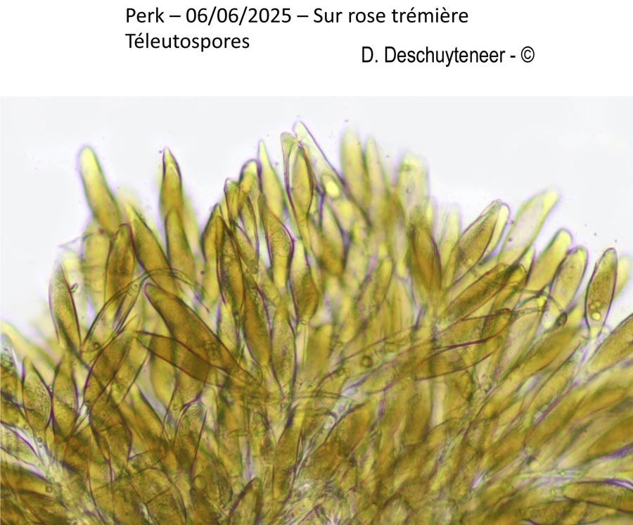 Puccinia platyspora