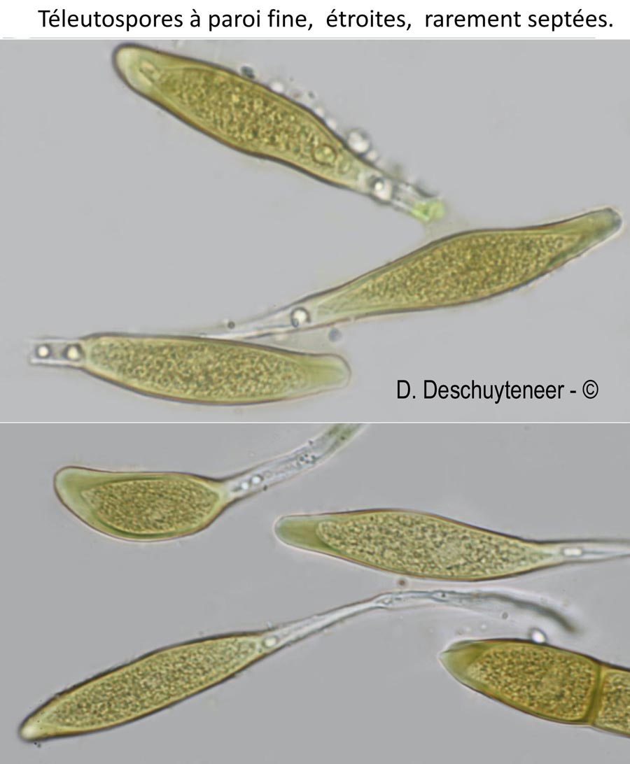Puccinia platyspora