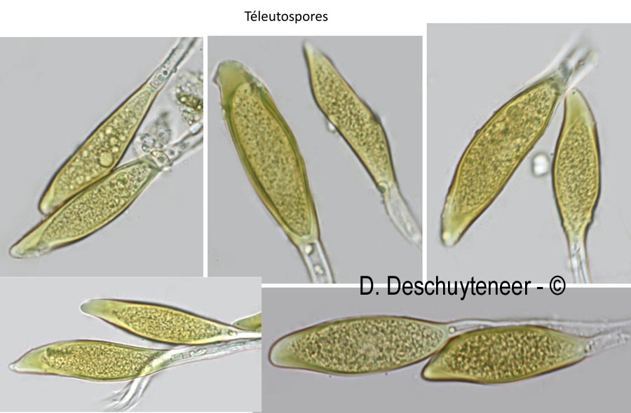 Puccinia platyspora