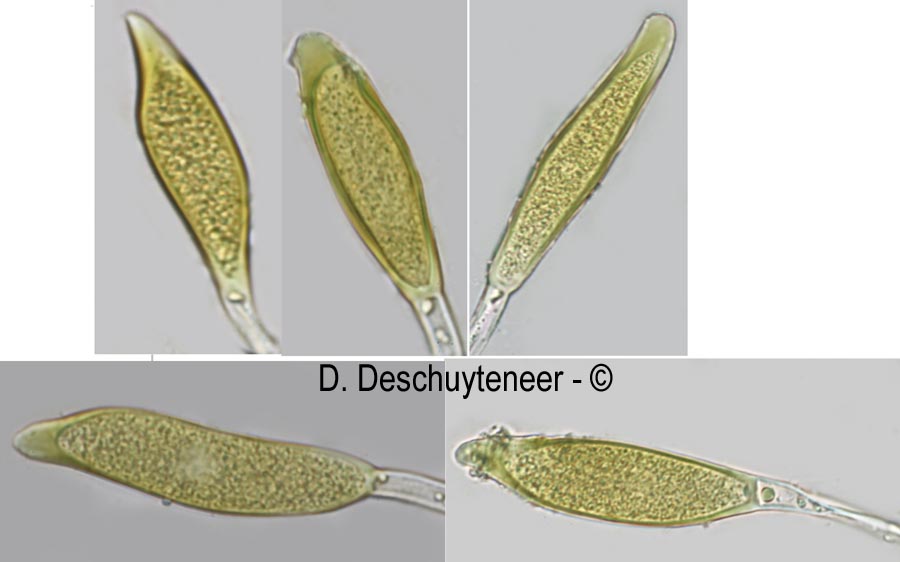 Puccinia platyspora
