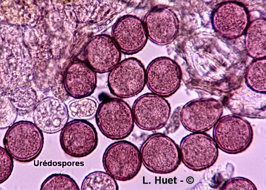 Puccinia polygoni