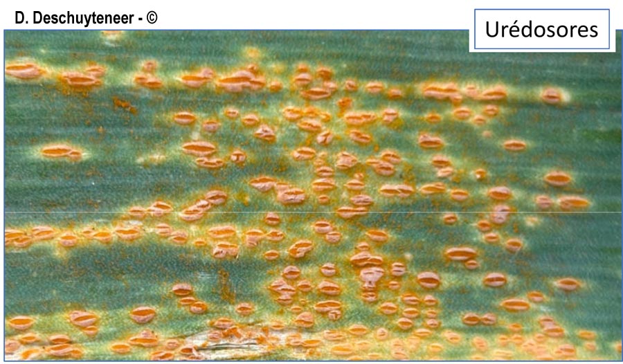 Puccinia porri