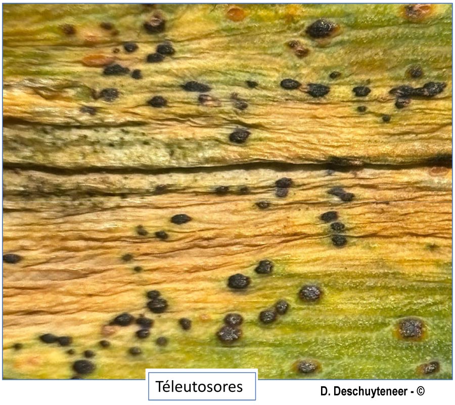 Puccinia porri