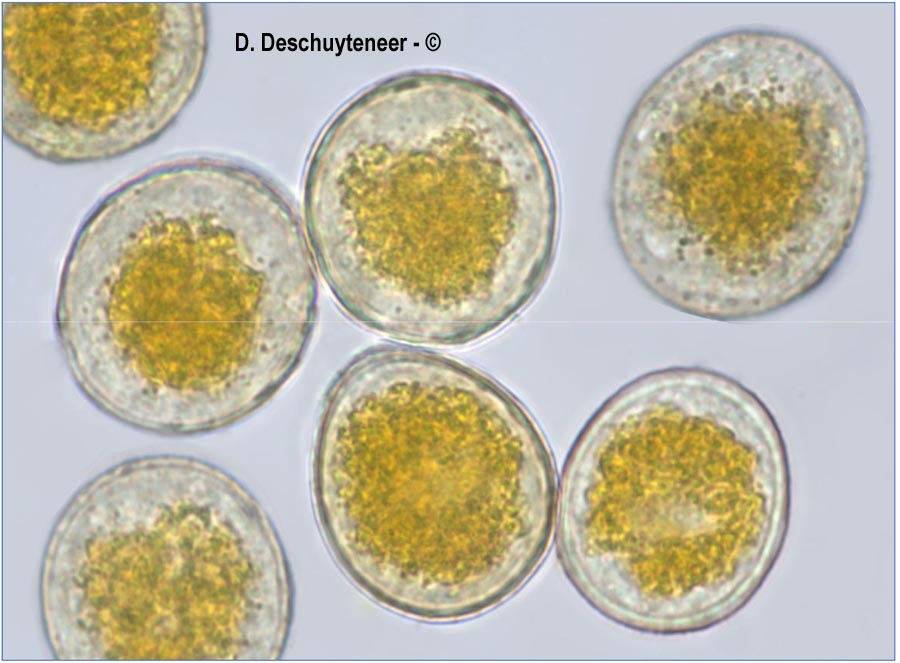 Puccinia porri