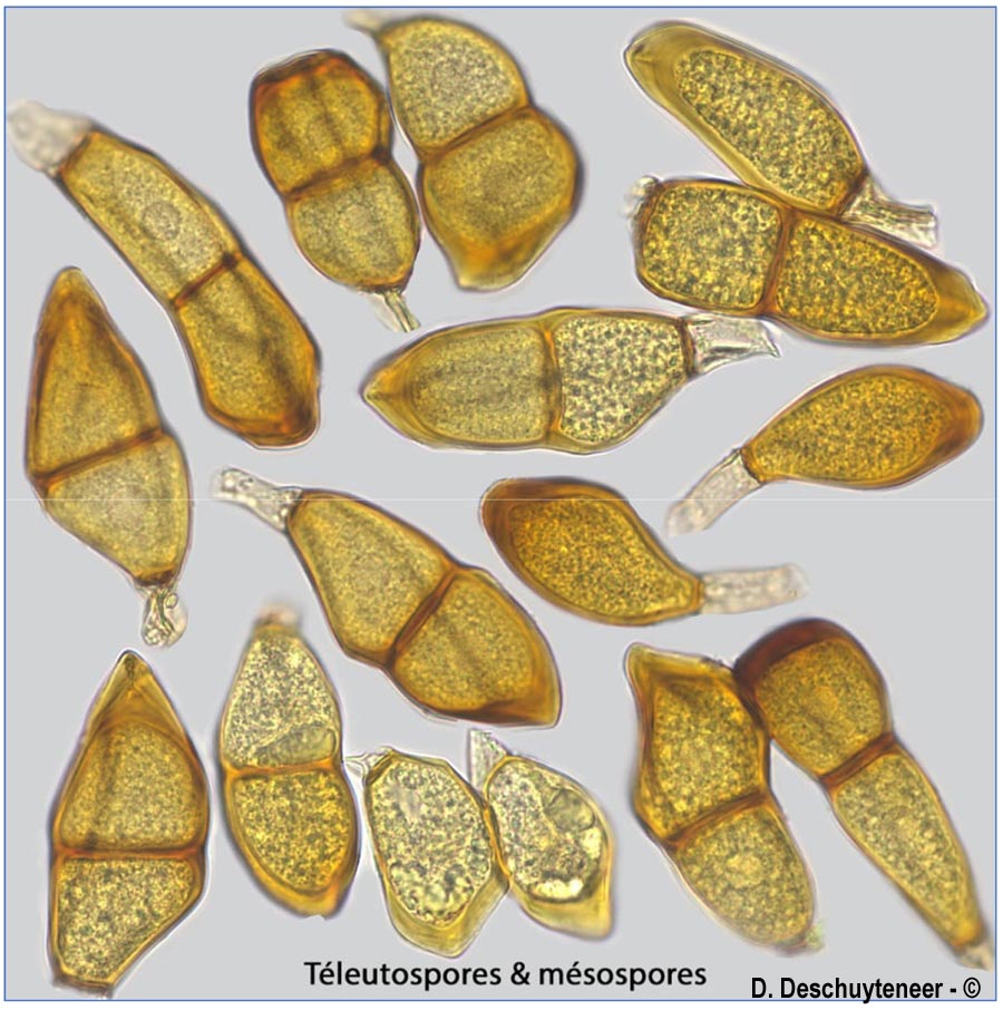 Puccinia porri