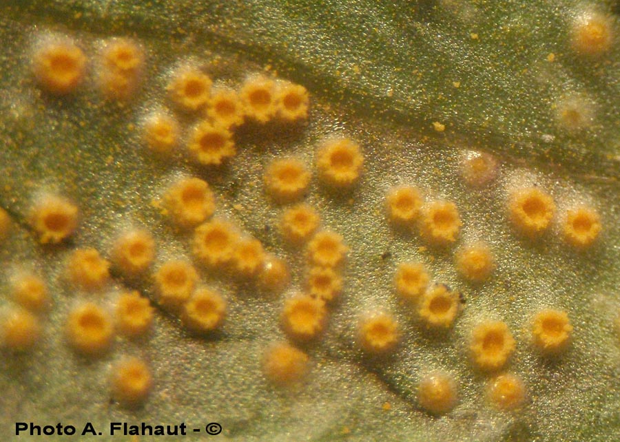 Puccinia pulverulenta