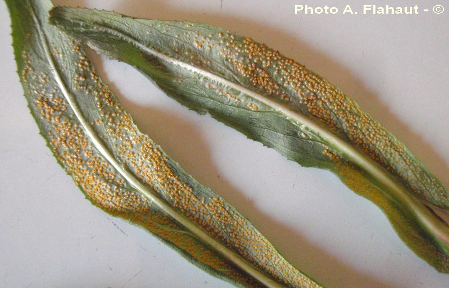 Puccinia pulverulenta