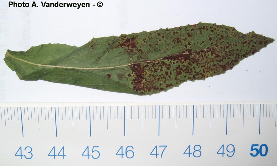 Puccinia pulverulenta