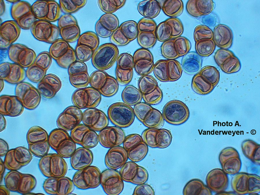 Puccinia pulverulenta