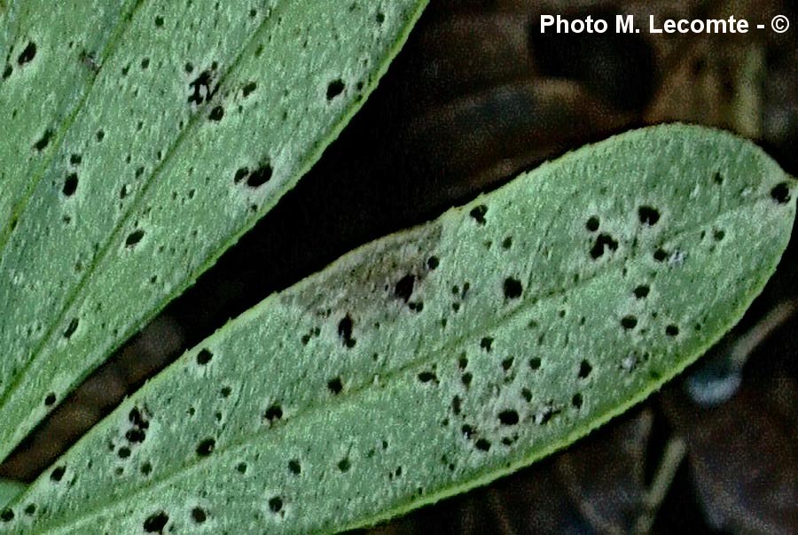 Puccinia asperulae-odoratae (Puccinia punctata)