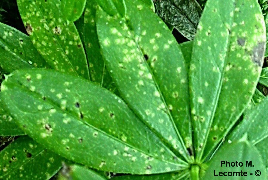 Puccinia asperulae-odoratae (Puccinia punctata)