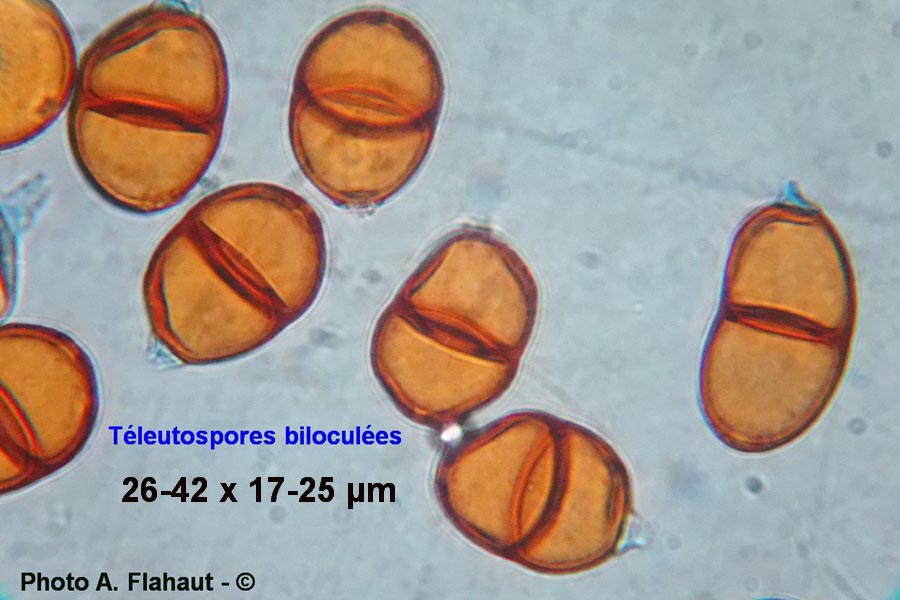 Puccinia punctiformis (A. Flahaut)