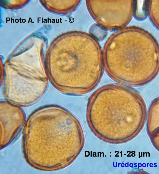 Puccinia punctiformis (A. Flahaut)