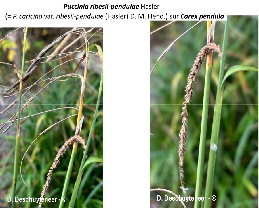 Puccinia ribesii-pendulae