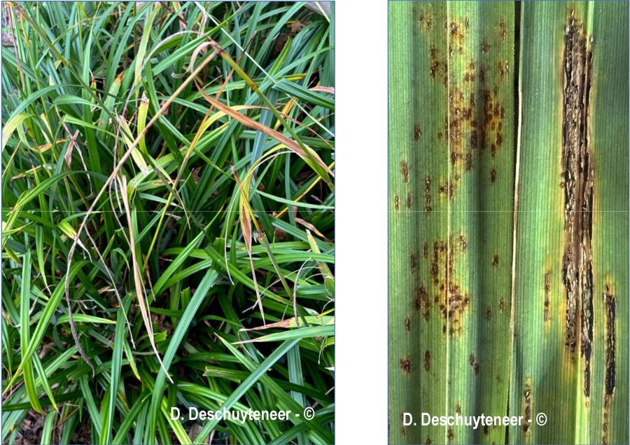 Puccinia ribesii-pendulae