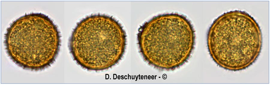 Puccinia ribesii-pendulae