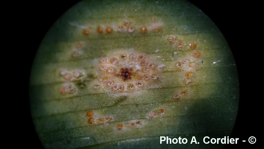 Puccinia sessilis