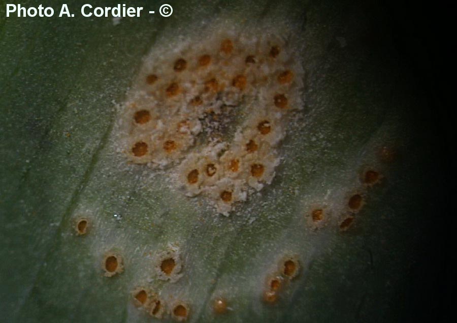 Puccinia sessilis