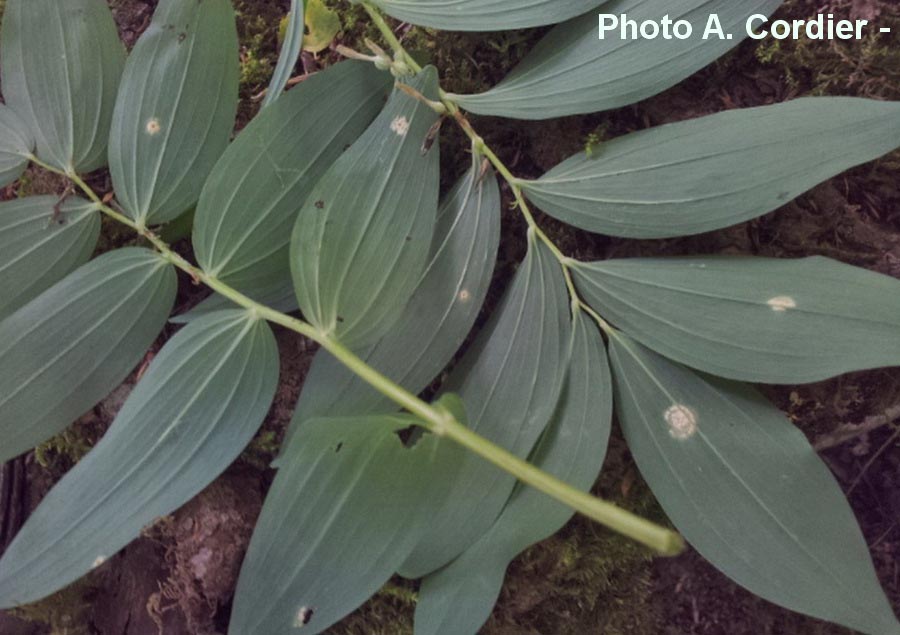 Puccinia sessilis