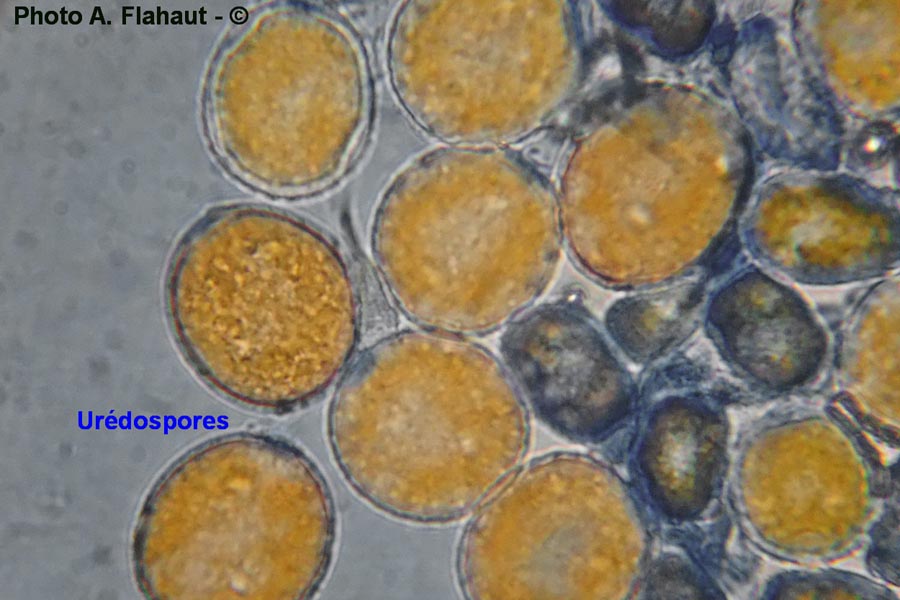 Puccinia sessilis