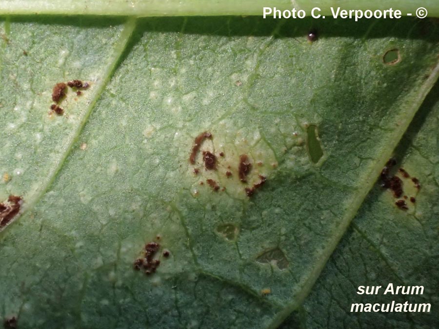 Puccinia sessilis