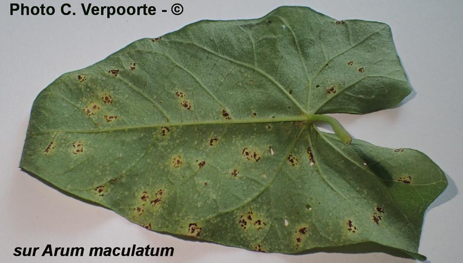 Puccinia sessilis