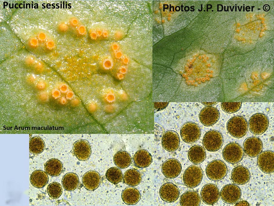 Puccinia sessilis