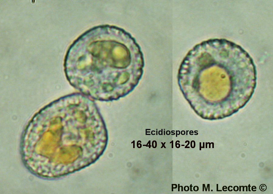 Puccinia smyrnii