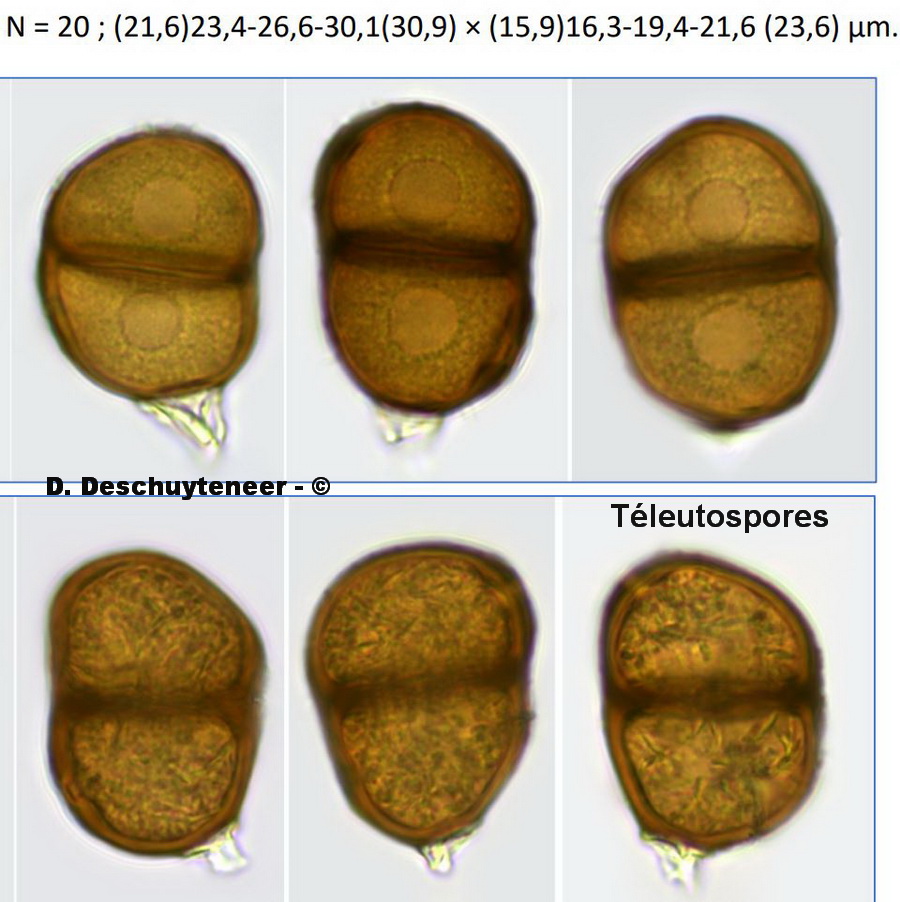 Puccinia stachydis