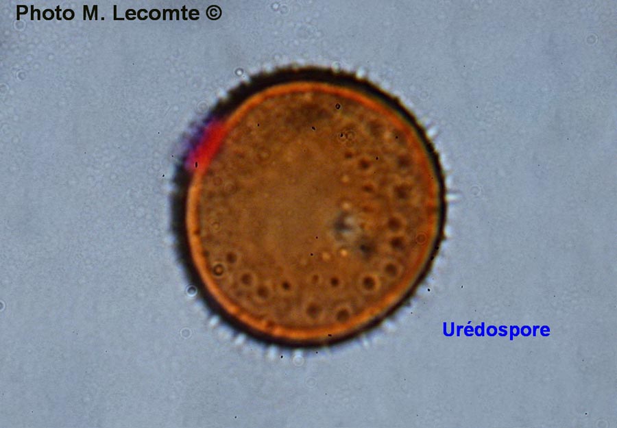 Puccinia taraxaci